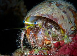 Hermit crab, night dive, Moalboal, Cebu by Aleksandr Marinicev 